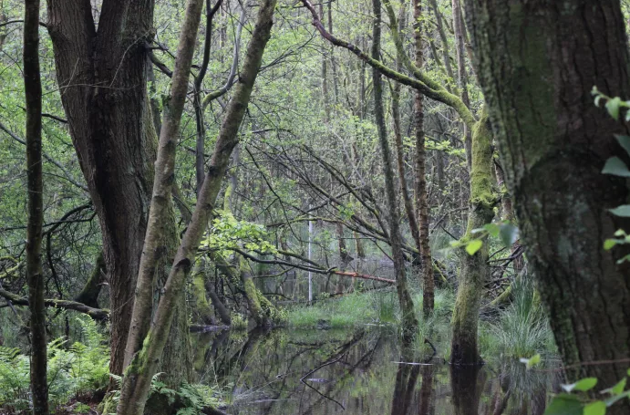 Inventarisatie diverse natuurelementen
