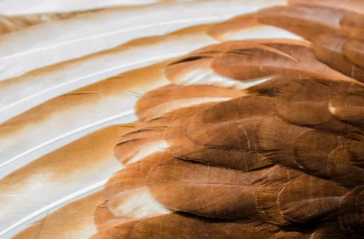 Traitement des odeurs des plumes de poulet