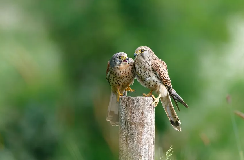 Torenvalken dragen bij tot de biodiversiteit in de omgeving
