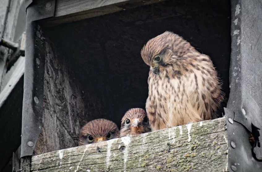 Torenvalkkast op het bedrijventerrein komt de biodiversiteit ten goede