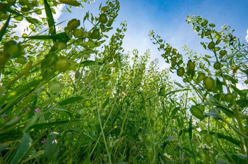 De door bedrijven uitgestoten stikstof komt uiteindelijk in de natuur terecht