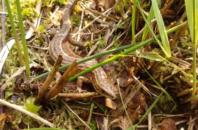 Om de biodiversiteit te evalueren is een inventarisatie van de fauna en flora nodig