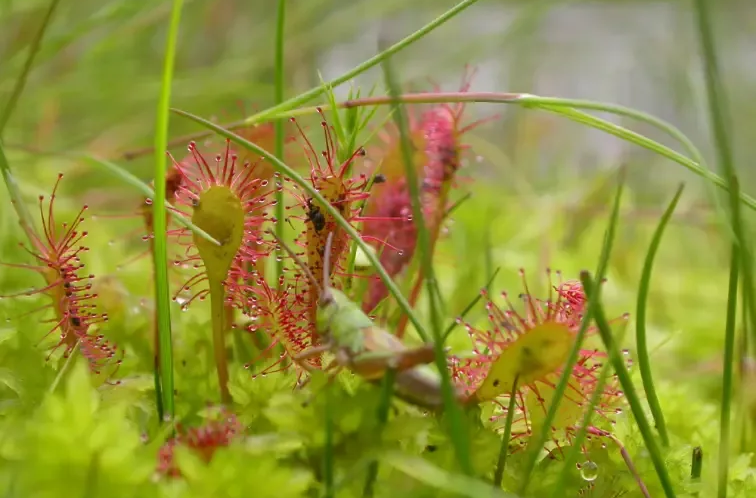 Bij een passende beoordeling wordt onderzocht of het project niet in conflict is met de Europese natuurdoelstellingen of de Vlaamse natuurbehoudswetgeving.