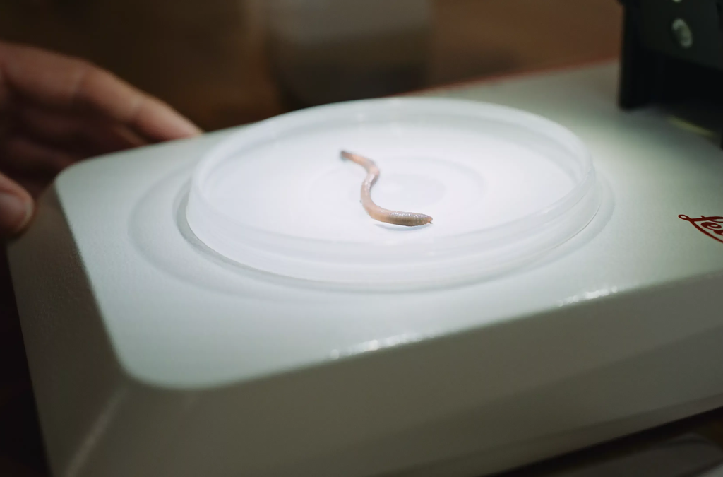 Onderzoek regenworm in kader van biomonitoring